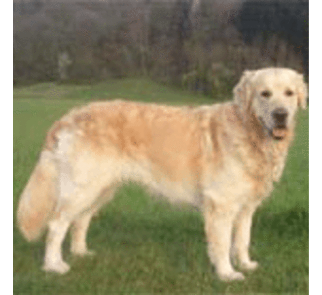 Profilfoto von Apollon Goldnugget von Schloss Traun